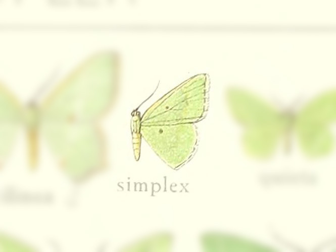 Comostola simplex