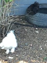 Gallus gallus domesticus