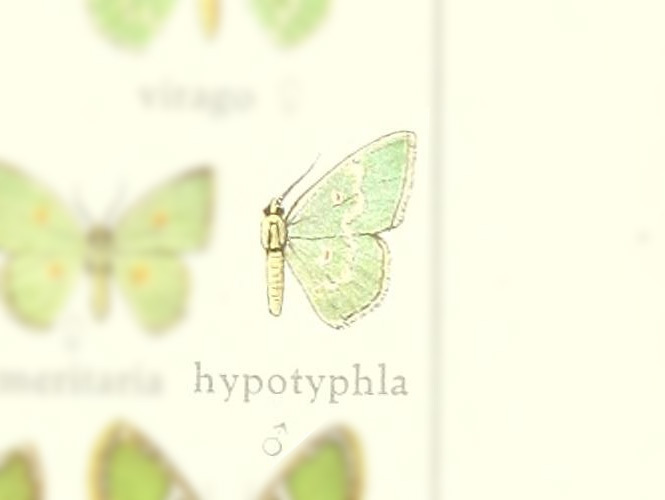 Comostola hypotyphla