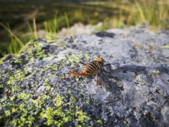 Lluciapomaresius stalii