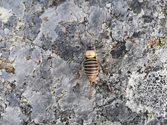 Lluciapomaresius stalii