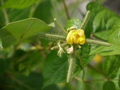 Vigna radiata, photograph (c) Dinesh Valke, some rights reserved (CC BY-SA)