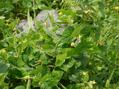 Vigna radiata, photograph (c) Dinesh Valke, some rights reserved (CC BY-SA)