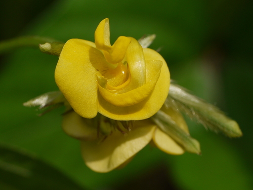 Vigna radiata var. sublobata