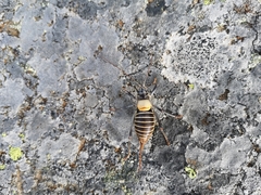 Lluciapomaresius stalii