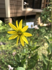 Silphium asteriscus