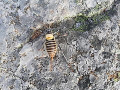 Lluciapomaresius stalii