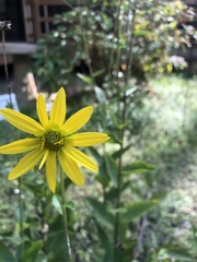 Silphium asteriscus