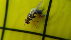 Bactrocera neohumeralis