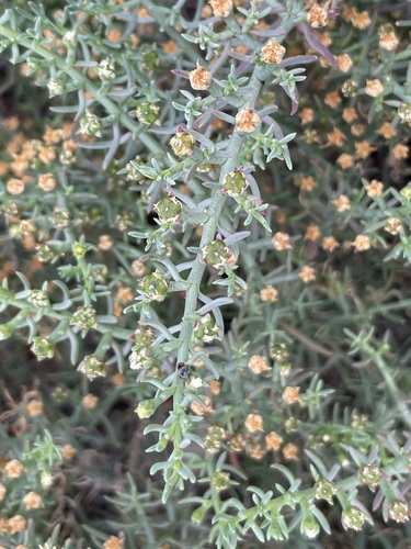 Mesembryanthemum granulicaule 3