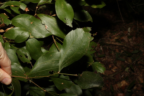 Image of Acacia bakeri by (c) Greg Tasney, some rights reserved (CC BY-SA)