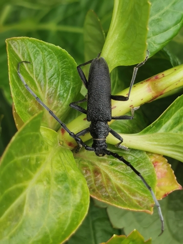 Capricorn beetle photo 6