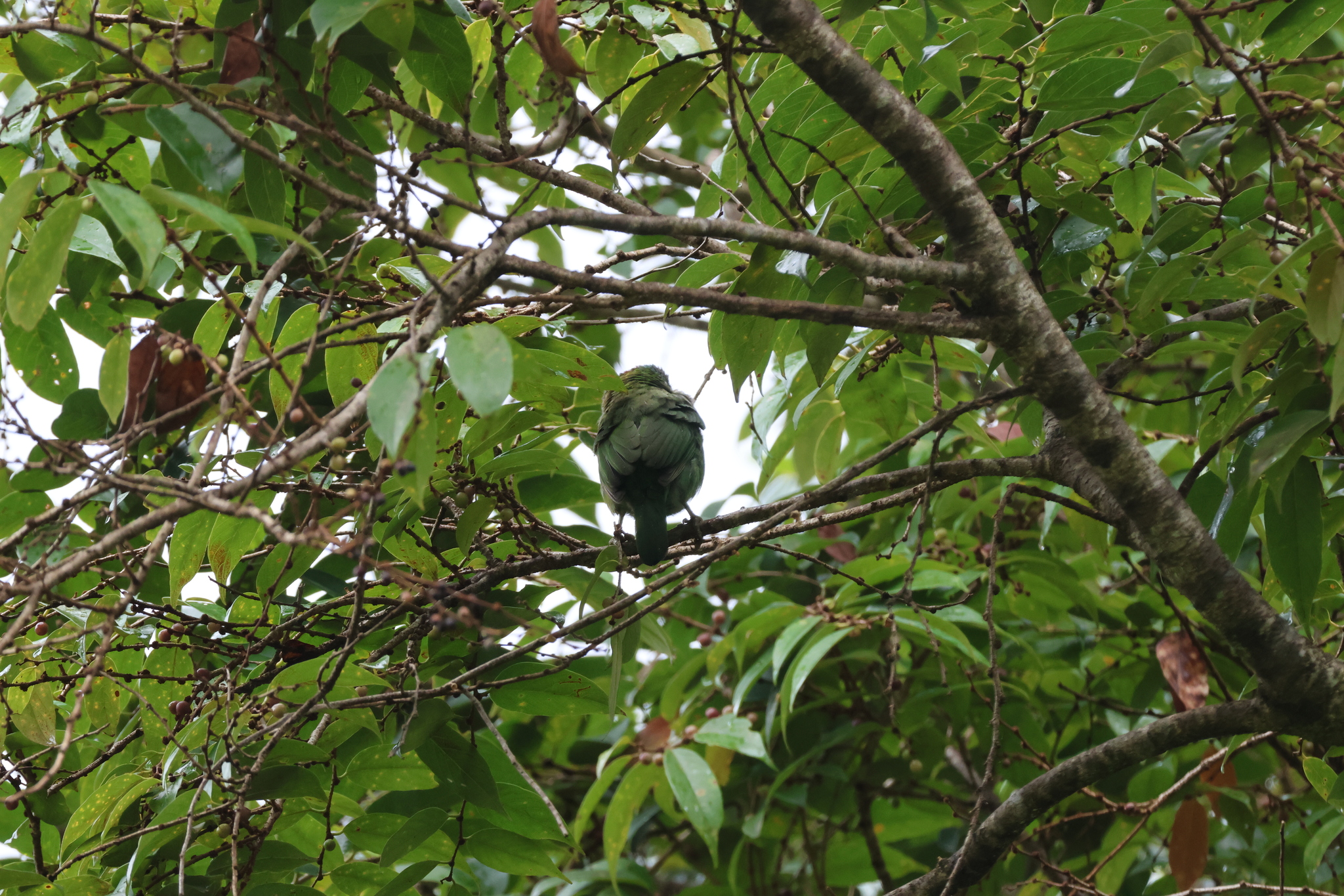 Mountain Barbet (Psilopogon monticola), photo 5