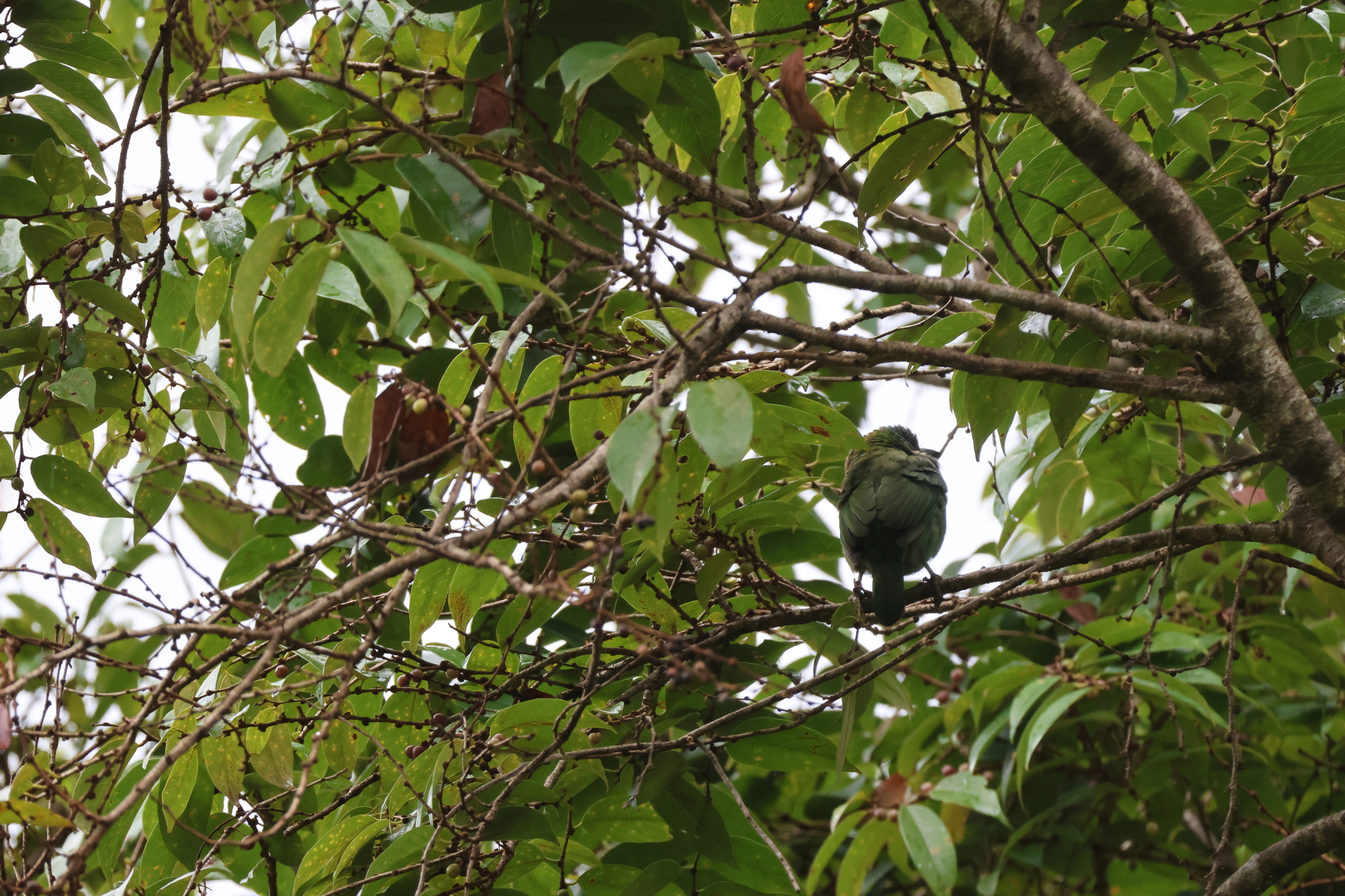 Mountain Barbet (Psilopogon monticola), photo 4