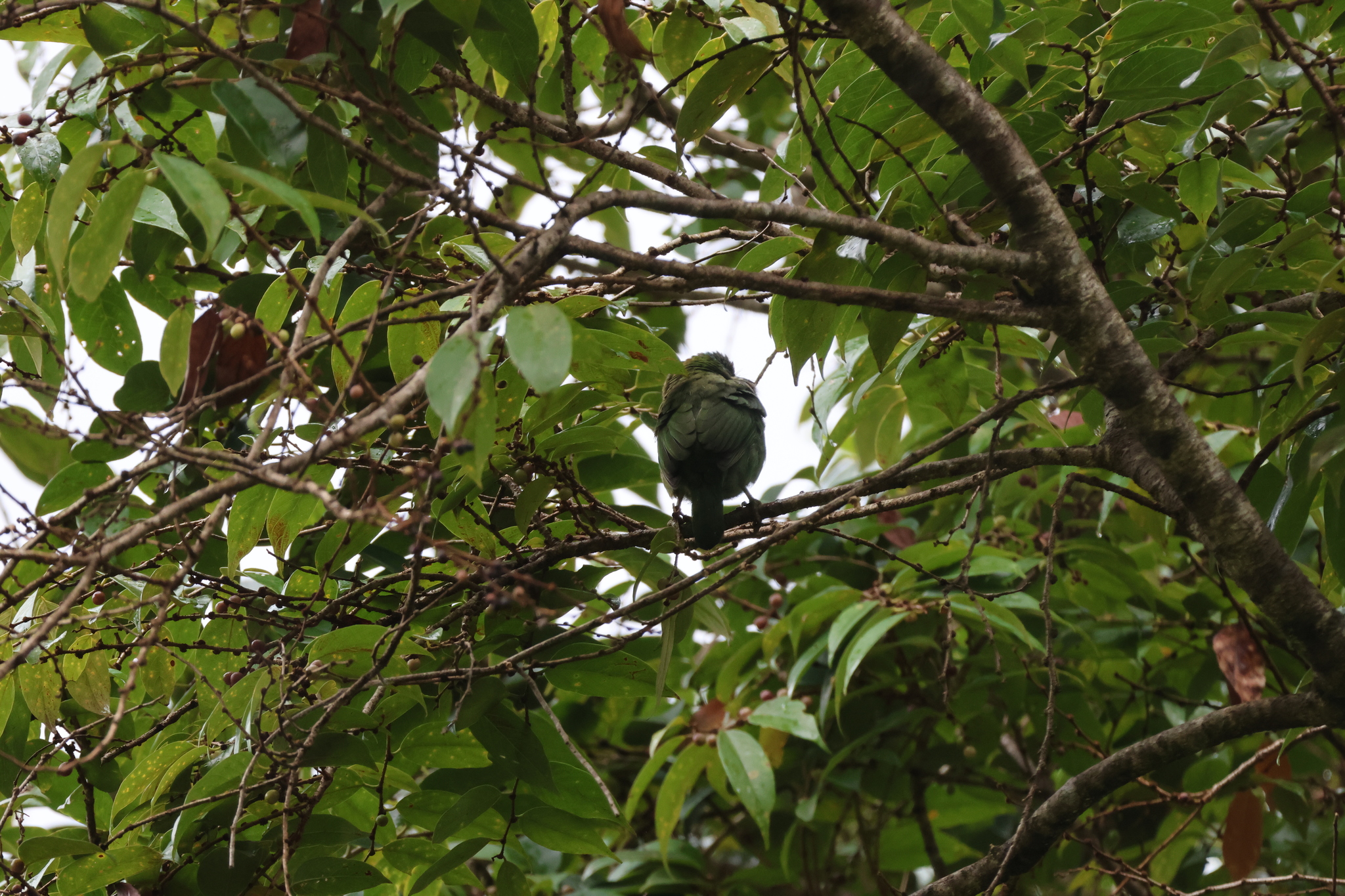 Mountain Barbet (Psilopogon monticola), photo 3