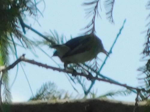 Polioptila caerulea image