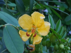 Senna chapmanii