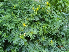 Senna chapmanii