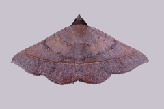 Epidromia rotundata