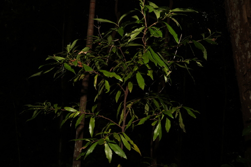 Image of Helicia glabriflora by (c) Greg Tasney, some rights reserved (CC BY-SA)