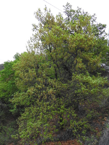 loquat leaf oak