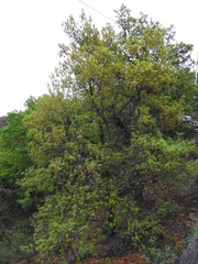 Quercus rysophylla