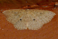 Cyclophora myrtaria