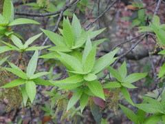 Quercus rysophylla