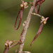 Southern Twayblade - Photo (c) cotinis, some rights reserved (CC BY-NC-SA)