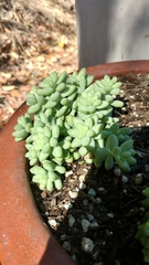 Sedum burrito