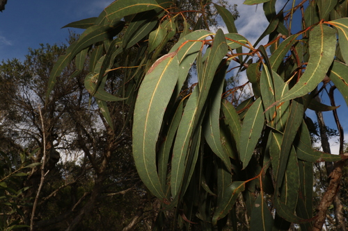 Image of Eucalyptus bancroftii by (c) Greg Tasney, some rights reserved (CC BY-SA)