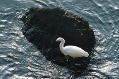 Egretta garzetta