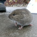 Western Red-backed Vole - Photo (c) born1945, some rights reserved (CC BY)
