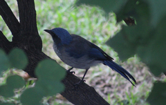 Aphelocoma ultramarina