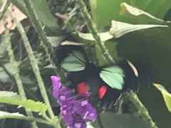 Parides childrenae