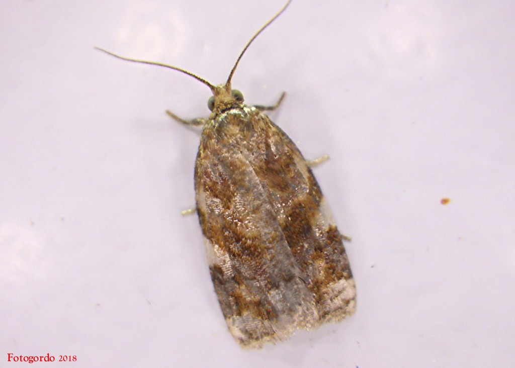 Duskyback Leafroller