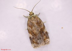 Archips mortuana