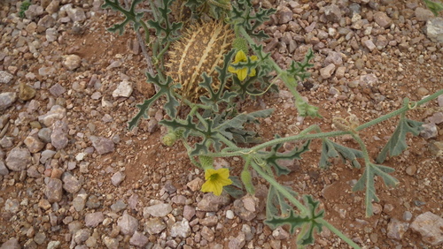 Wild cucumber (Cucumis africanus)