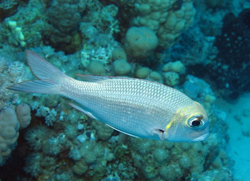 Humpnose Bigeye Bream (Reef Fish of the Hawaiian Islands) · iNaturalist
