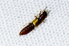Bledius