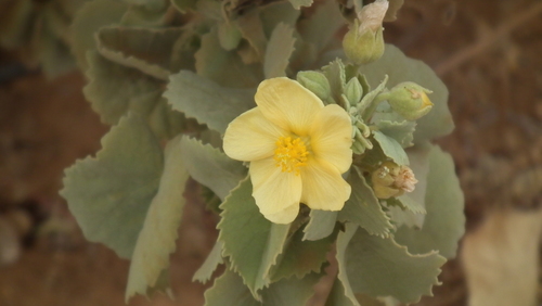 Chinese bell flower (Abutilon pycnodon)