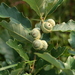 Quercus prinoides - Photo (c) dogtooth77, algunos derechos reservados (CC BY-NC-SA)
