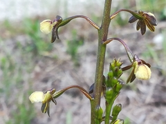 Eulophia cochlearis