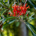 Firewheel Tree - Photo (c) ambrosia1, some rights reserved (CC BY-NC)