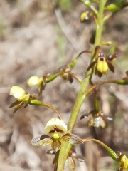 Eulophia cochlearis