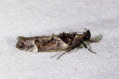 Pseudochelaria scabrella