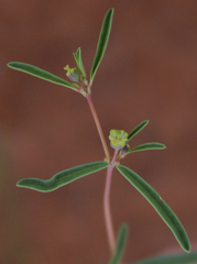 Euphorbia parryi