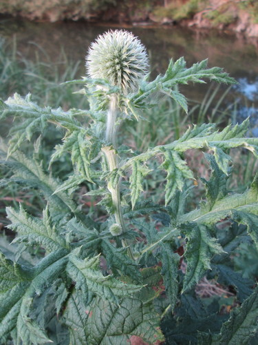 Tall globethistle (Echinops exaltatus)