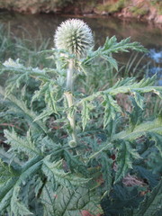 Echinops exaltatus