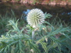 Echinops exaltatus